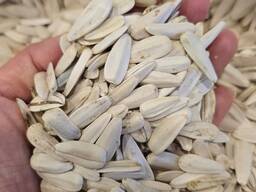 Продам белые семечки подсолнуха