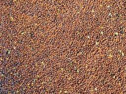 Продам черная горчица