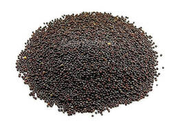 Продам черную горчицу