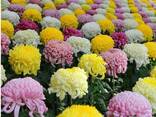 Продам долю бизнеса по выращиванию цветов-Прибыль до 1000% с - фото 2