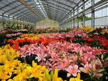 Продам долю бизнеса по выращиванию цветов-Прибыль до 1000% с - фото 3