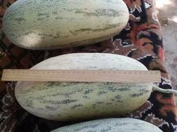 Продам дыня Торпедо Узбекистан свежая 2017