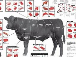 Продам говядину