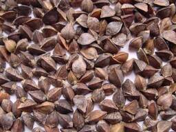 Продам гречиху на экспорт / Қарақұмық / 大量供应荞麦 / Buckwheat
