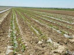 Продам Капусту