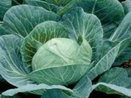 Продам капусту оптом