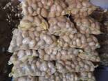 Продам картофель - фото 1