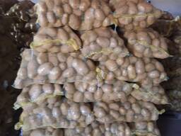 Продам картофель