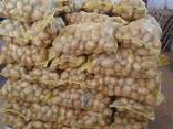 Продам картофель - фото 1