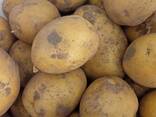 Продам картофель - photo 3