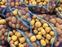 Продам картофель оптом Павлодар KazAgroTrade