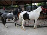Продам коня, пони, жеребята - фото 3