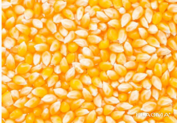 Продам кормовую кукурузу