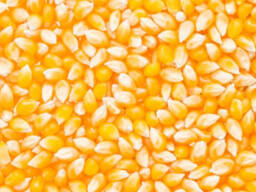 Продам кормовую кукурузу