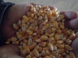 Продам кормовую кукурузу