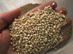 Продам крупу гречневую зеленую