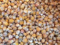 Продам кукурузу фуражную