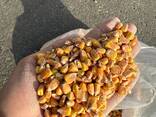 Продам кукурузу - photo 1