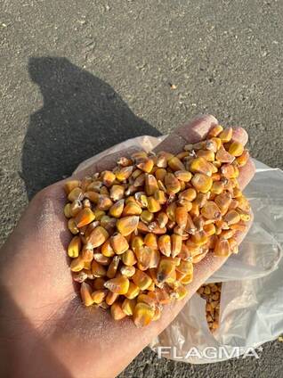 Продам кукурузу