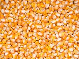 Продам кукурузу на экспорт / Жүгері / 大量供应玉米 / Corn from Kazakhstan