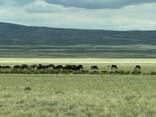 Продам лошадей(үйір, табун, табын, ) - фото 3