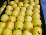 Продам яблоки молдавский голден на Казахстан - photo 1