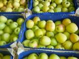 Продам яблоки молдавский голден на Казахстан - photo 3