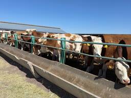 Продам Молочную ферму