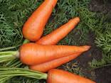 Продам морковь сорт Абако, Каспий, Каскад, оптом от 22 тонн - фото 3