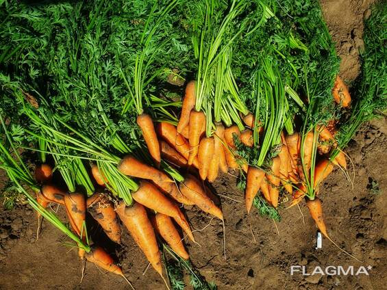 Продам морковь оптом