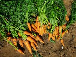 Продам морковь оптом