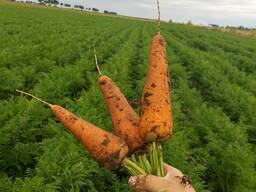 Продам морковку