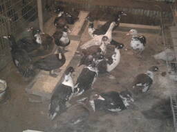 Продам мускусных уток (индоуток), возраст 3 месяца.