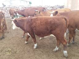 Продам мясо КРС