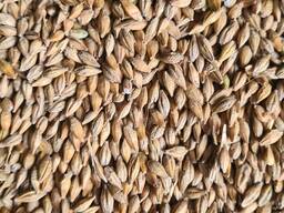 Продам на экспорт или по Казахстану ячмень