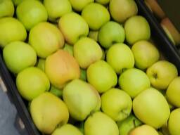 Продам на Казахстан яблоки с Польши