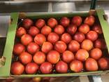 Продам на Казахстан яблоки с Польши - фото 2