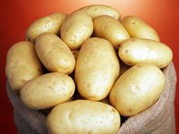 Продам оптом картофель.
