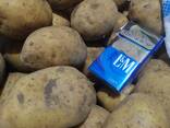 Продам оптом картофель - фото 3