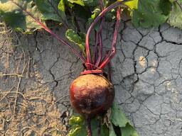 Продам оптом свеклу