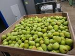 Продам польскую грушу, сорт Лукас - photo 2