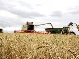 Продам Пшеница 3 класс(2023)