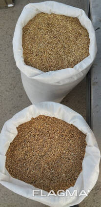 Продам Пшеница , Ячмень