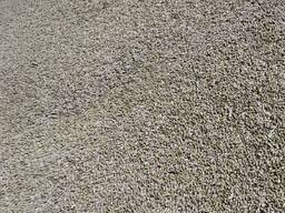 Продам пшеницу на экспорт в страны ближнего и дальнего зарубежья