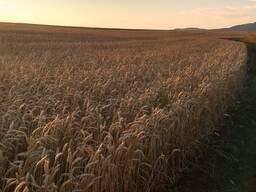Продам Пшеницу 3,4/Кукурузу/Сою