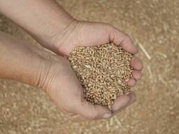 Продам пшеницу 3 класс