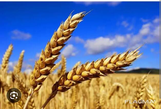 Продам пшеницу 3 класс