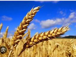 Продам пшеницу 3 класс