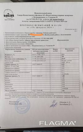 Семена пшеницы