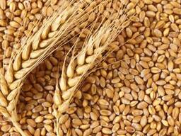 Продам Пшеницу 3 класса яровая